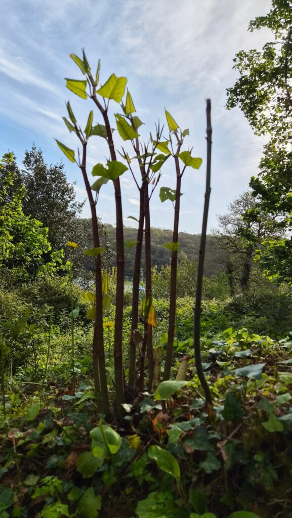 Is this Japanese Knotweed, or something else?