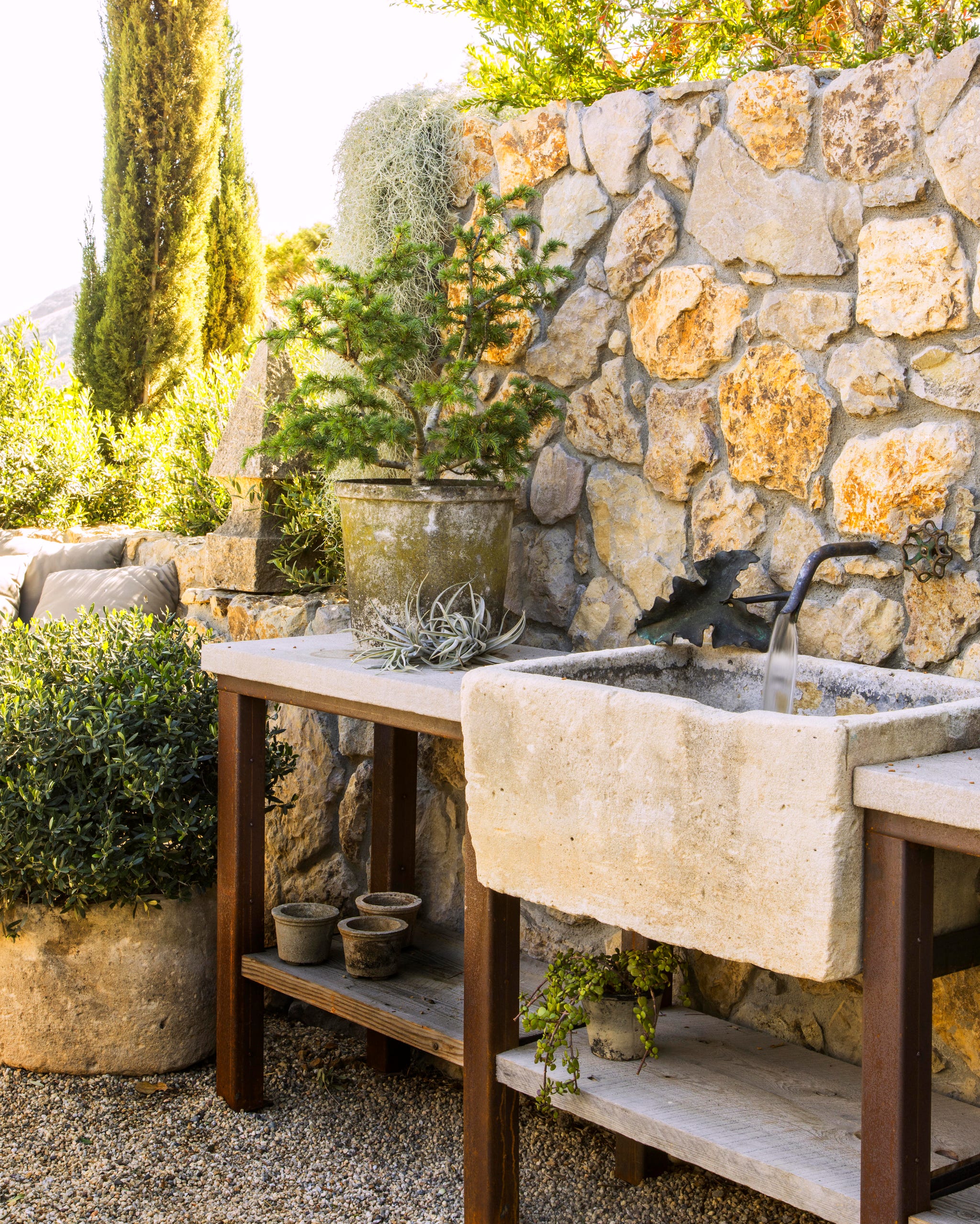 home of glasscock's in ventura ca, gardens design by scott shrader with 65 year old reclaimed olive trees, agave, cyprus oak, pine trees,calicoa, madagascar gardenia, french lavender, ficus rubiginosa, stephanotis, and double white detura