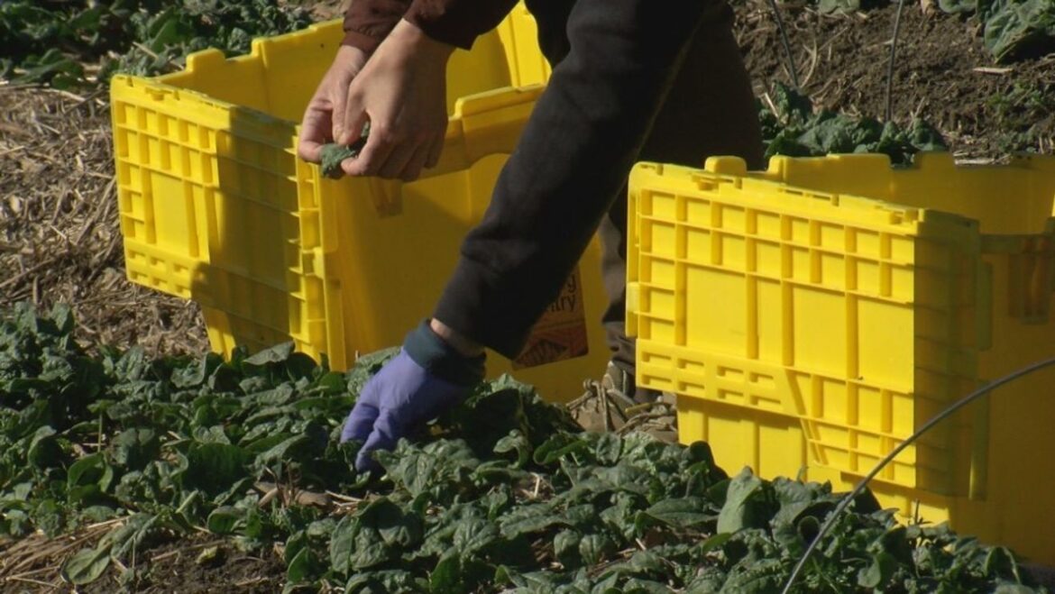 Cultivating Community and Nourishing Neighbors station icon