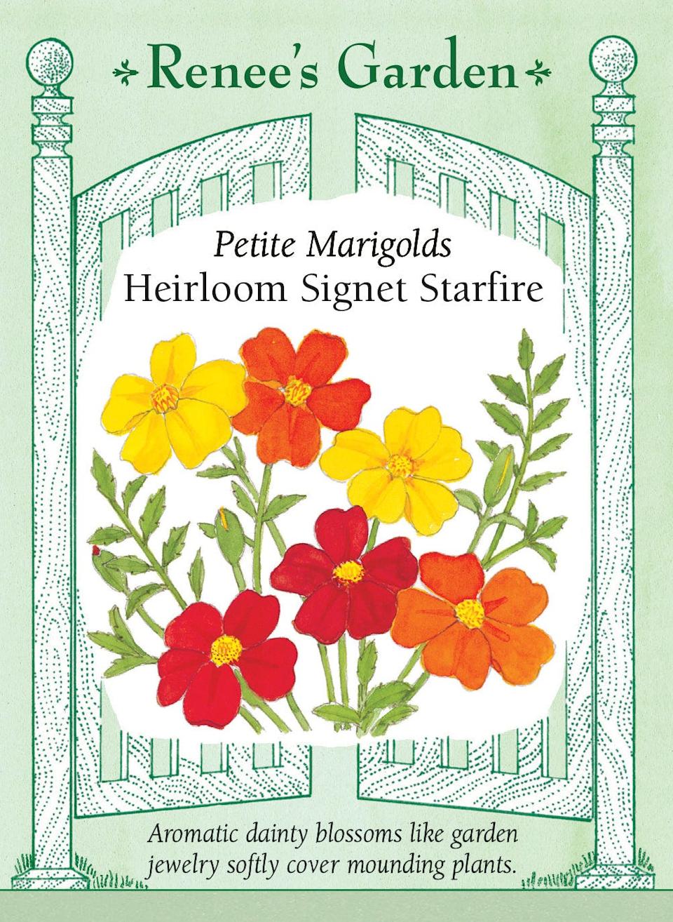 The Only Annual Flower You Need to Plant