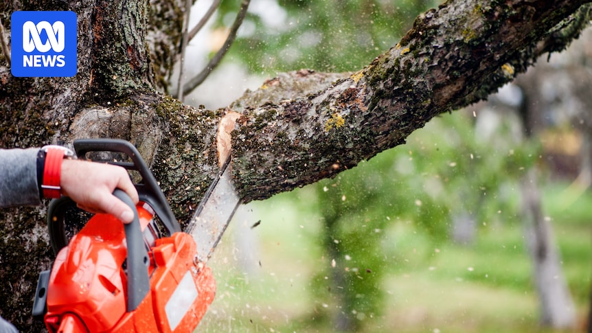 Can you ask the council to cut down a tree? Can you ask the council to cut down a tree?