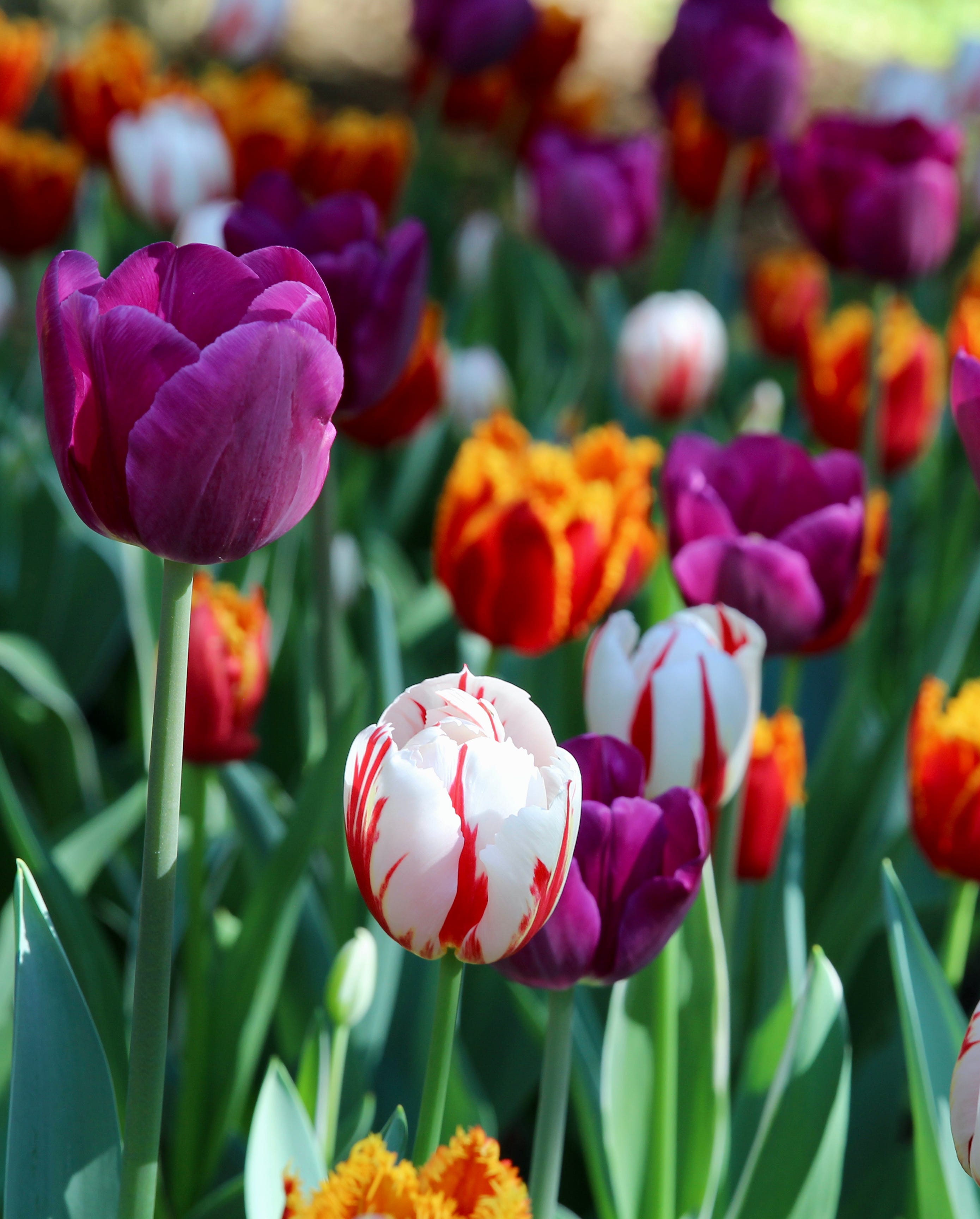 many colors of tulips on display in a garden.