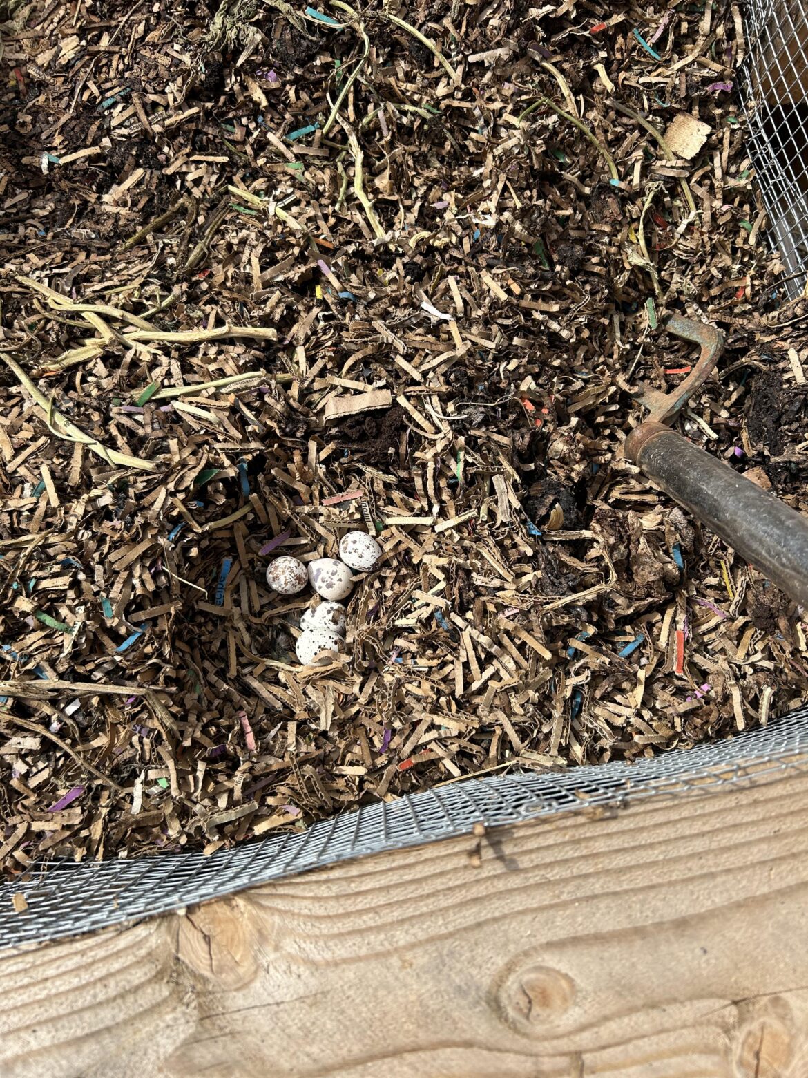 Anonymous neighbor and her children are using my compost bin without permission