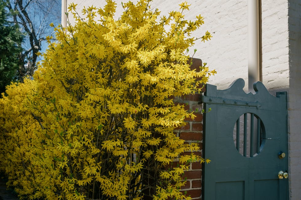 Gold Forsythia Shrub Grows Next to Garden Door Gold Forsythia Shrub Grows Next to Garden Door
