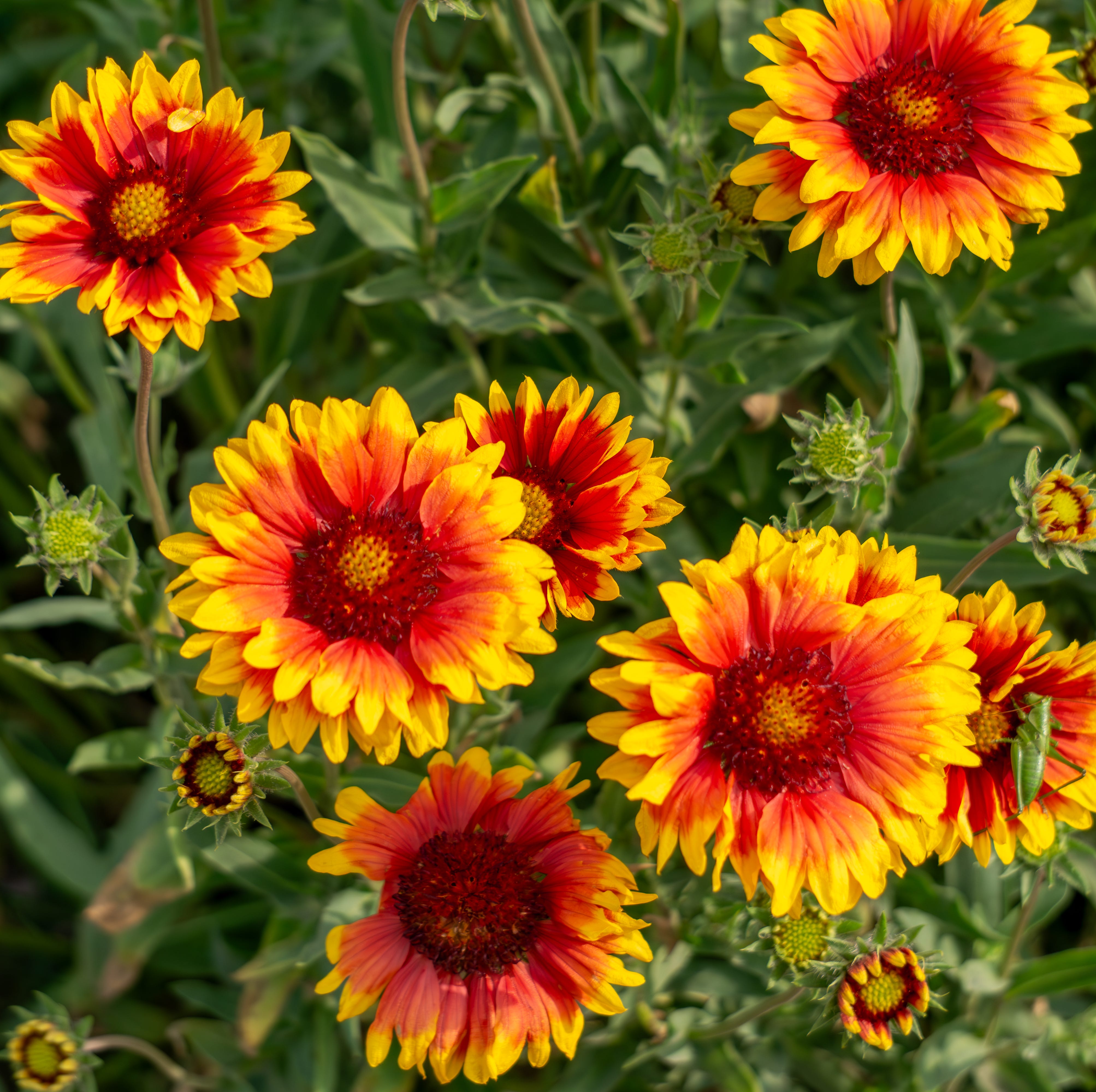 blooming gaillardia flowers with vibrant red and yellow petals against a background of green leaves. a colorful and energetic ornamental plant in a summer garden