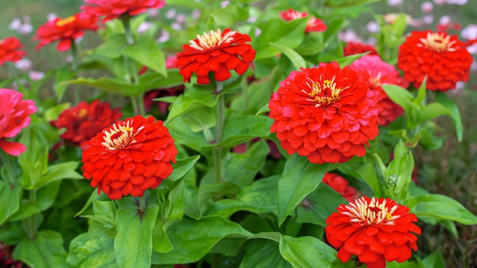Red flowers of Zinnia elegans, common zinnia or elegant zinnia in the formal garden
