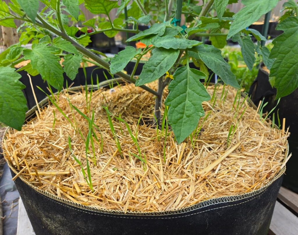 I'm seeing a lot more live seeds in this year's straw mulch