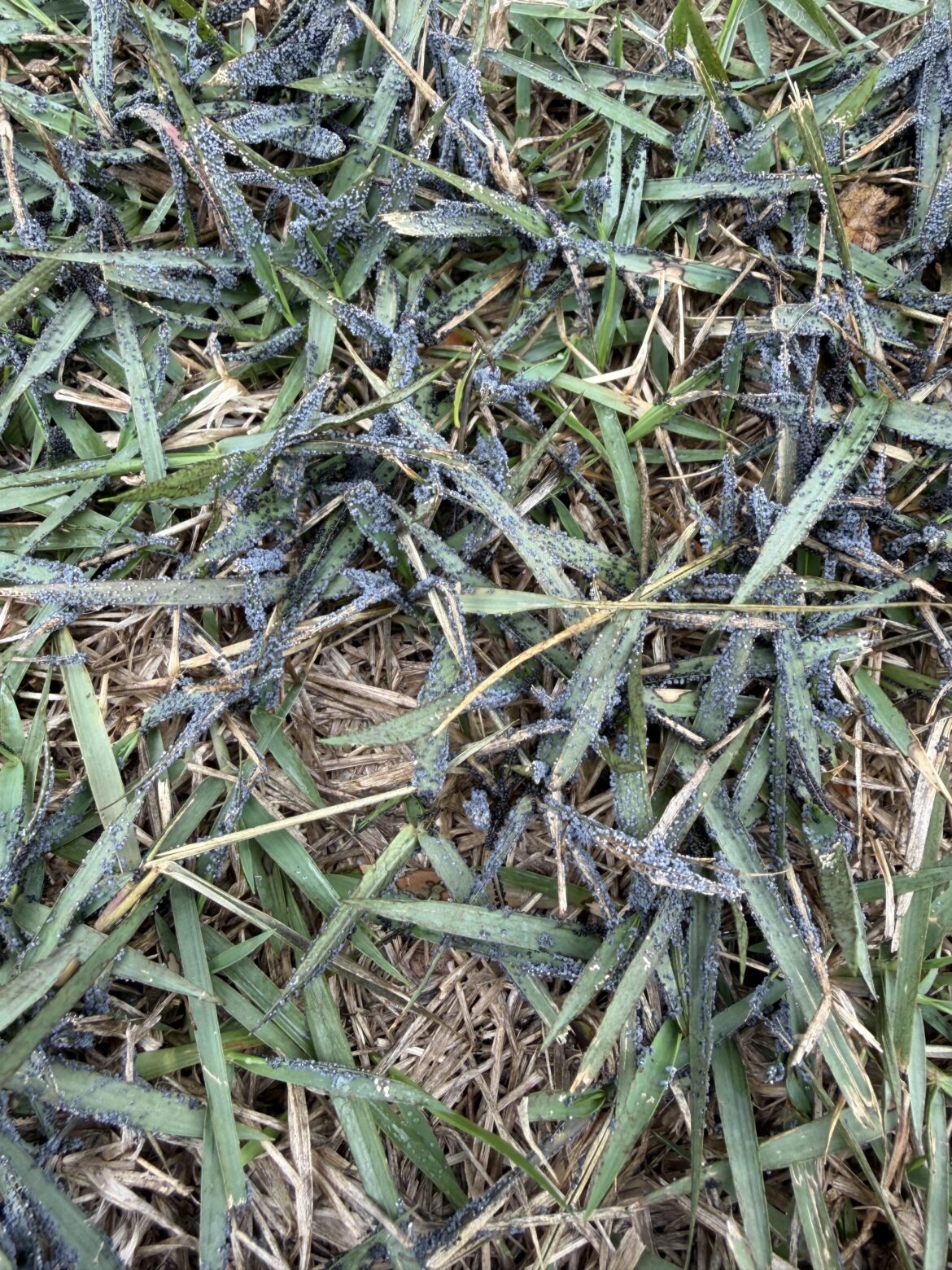 Is this slime mold?