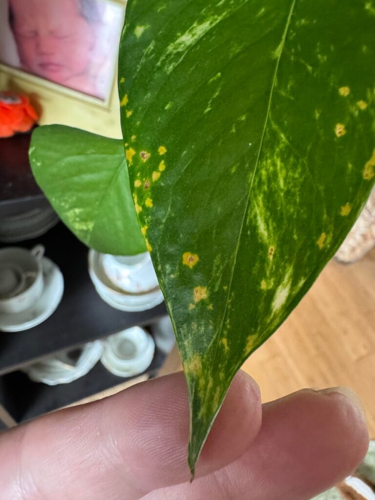 Rust?