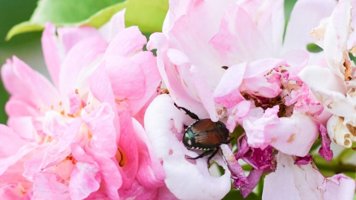 10 Plants That Make Japanese Beetles Worse, Including One Most Gardeners Think Repels Them 10 Plants That Make Japanese Beetles Worse, Including One Most Gardeners Think Repels Them