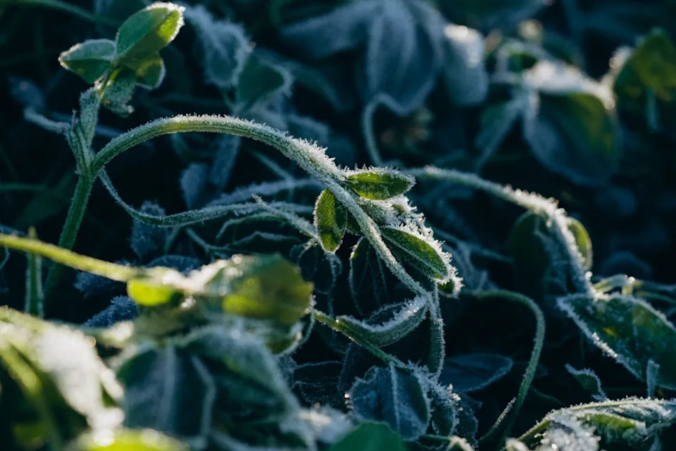 are you planting tomatoes too early