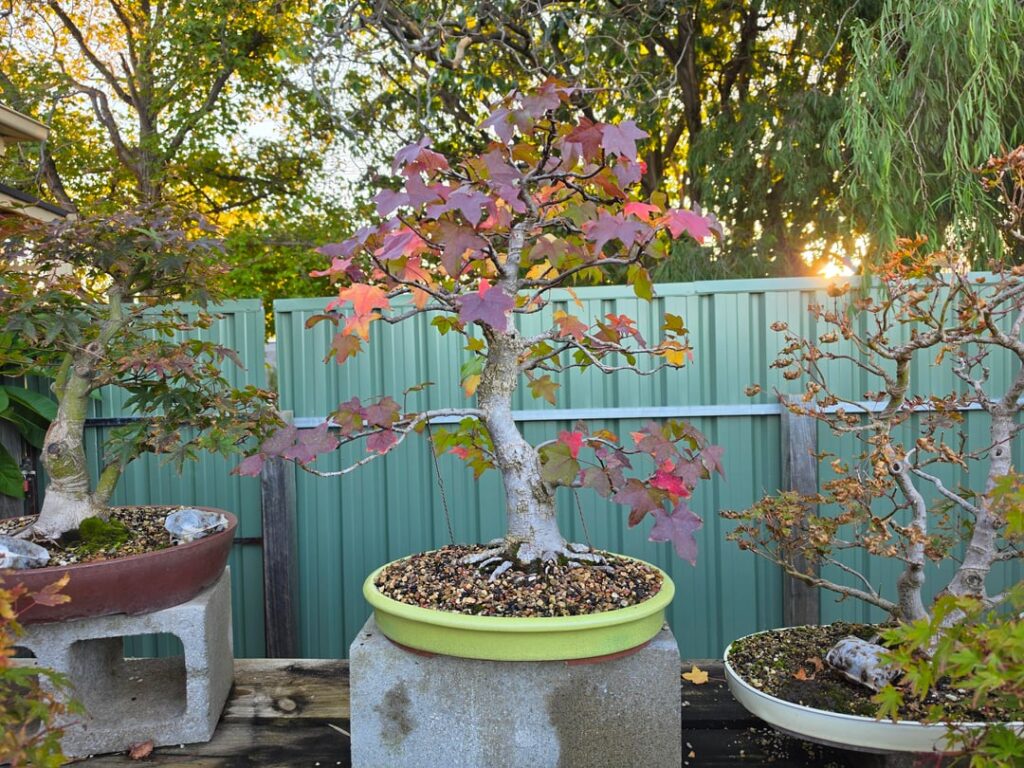 Shades of autumn