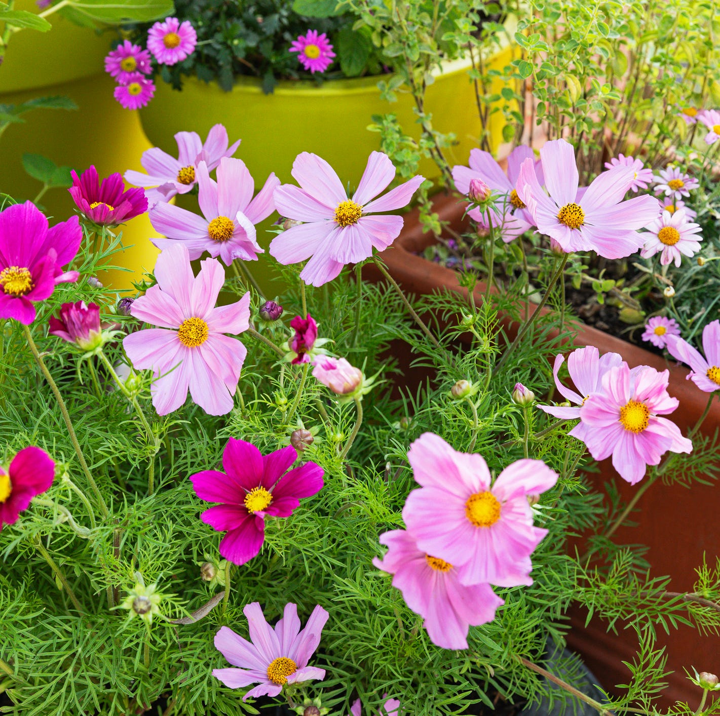 pink potted flowers blooming in summer