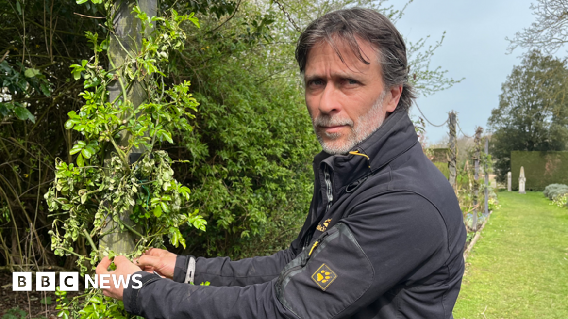 Damage to roses was premeditated, says Mannington Hall gardener Alan Power stands next to a wooden pole with roses climbing up it. Some of them have withered and died away. Power has grey hair and is wearing a black jacket.