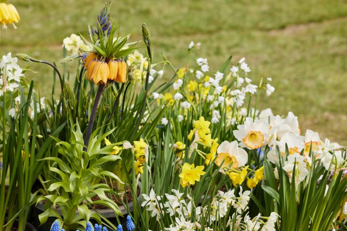 Hampshire gardens to take centre stage at BBC Gardeners’ World Spring Fair Hampshire gardens to take centre stage at BBC Gardeners' World Spring Fair
