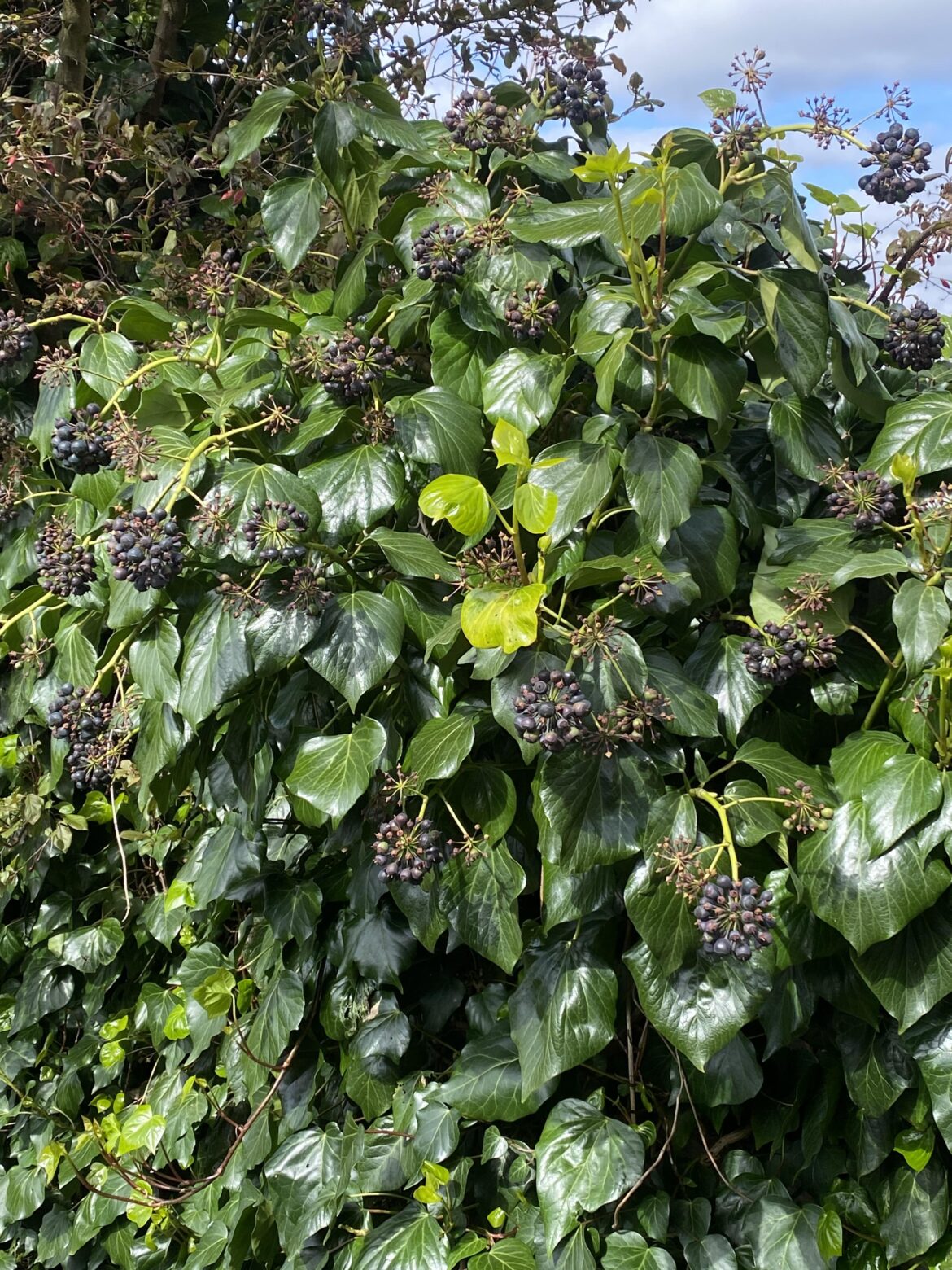 Hey guys any idea what these berries are growing in my garden?