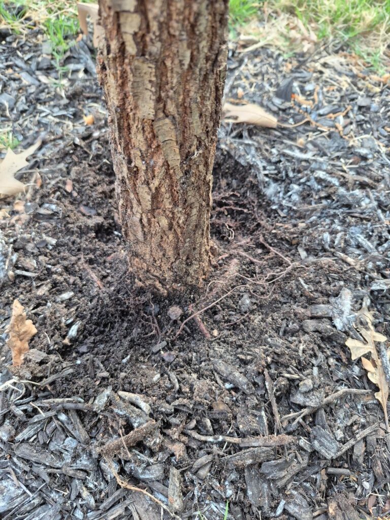 Was this oak planted correctly?