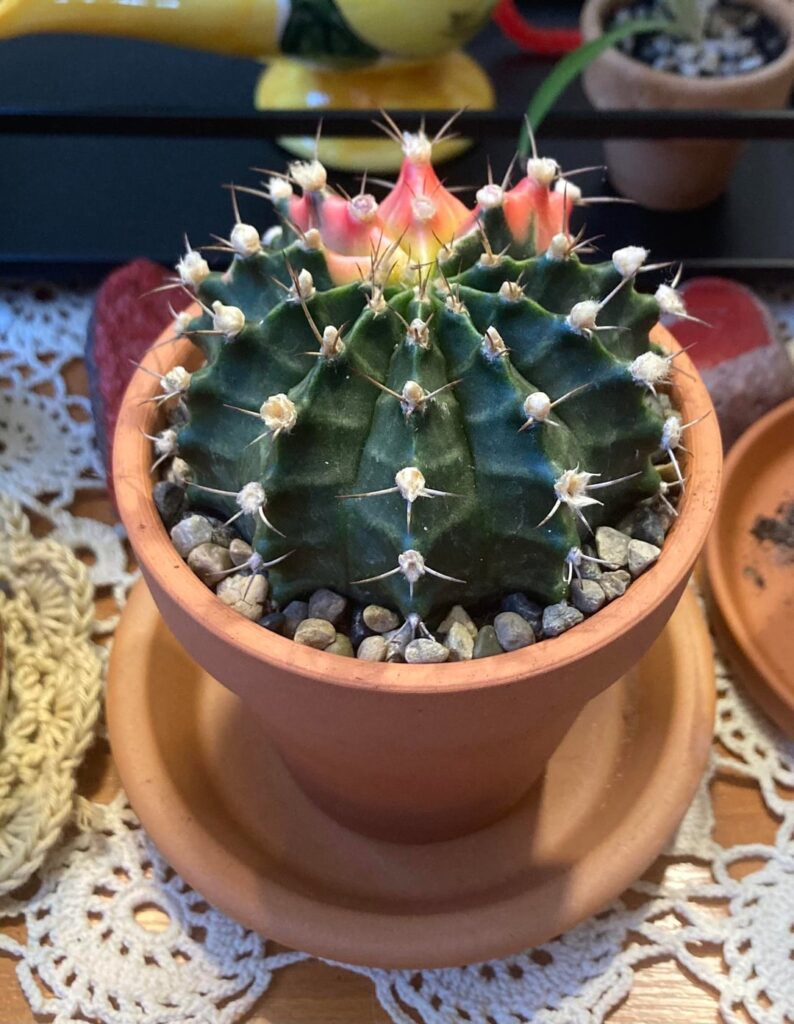 Recently bought ✨🌵