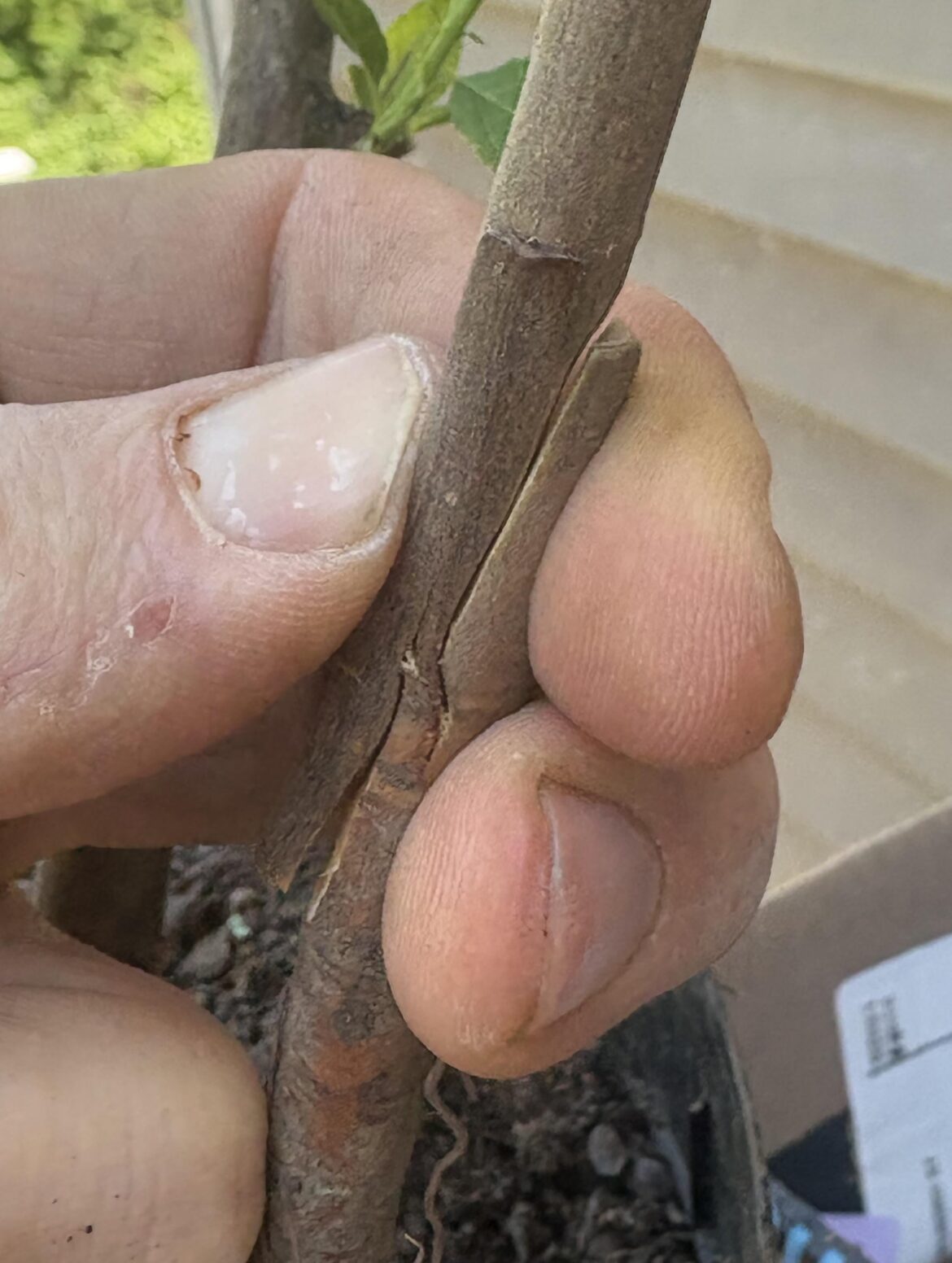 Do you think she’ll survive? Pyrus betulaefolia with Medlar Bredagiant scion. The tongue could have been longer but I’m too noob. Wrapped and banded afterwards.