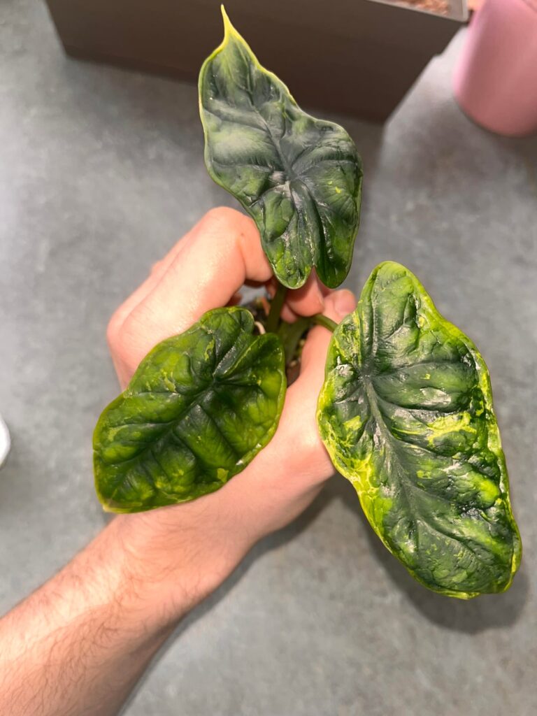 Mutan alocasia dragon scale ?