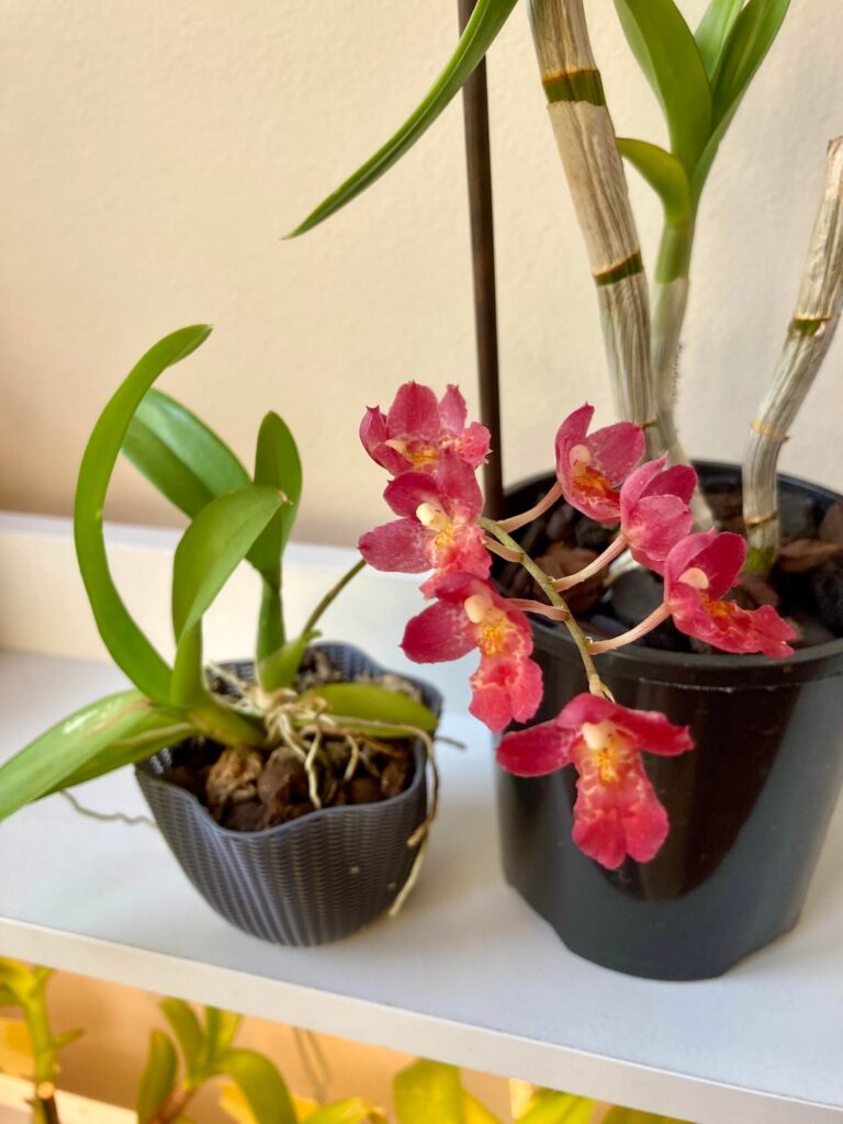 Miniature blooms from March Miniature blooms from March