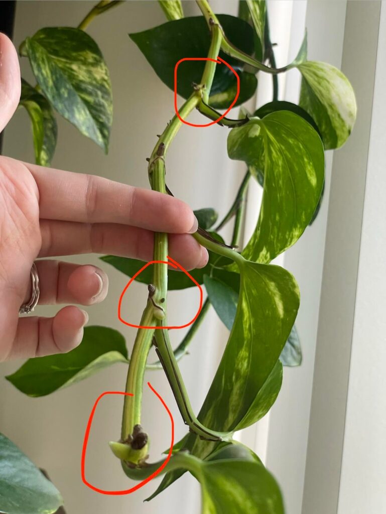 More nodes after I propped my pothos? More nodes after I propped my pothos?
