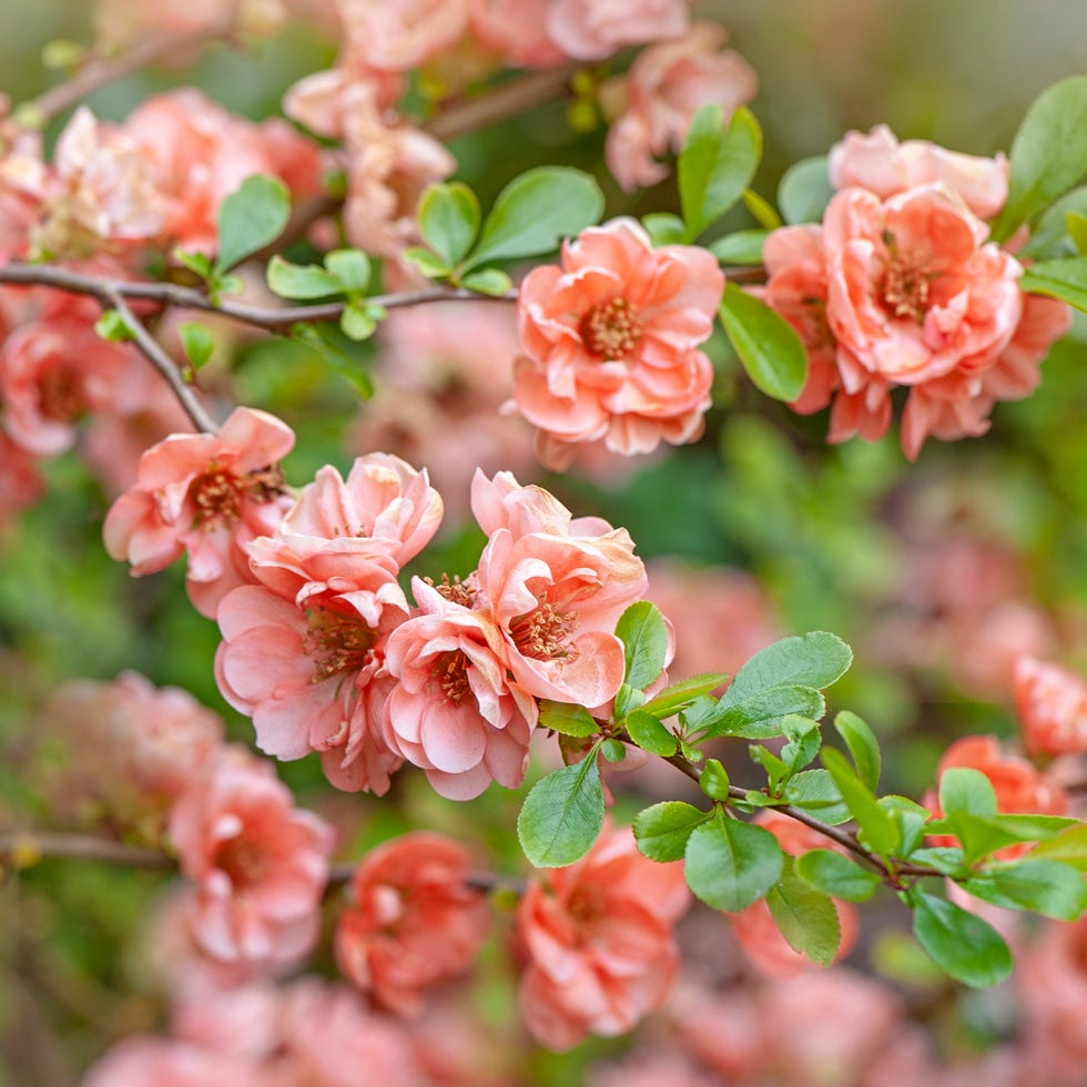 Close-up image of the beautiful spring flowering Japanese Quince flowers also known as Chaenomeles japonica a close up of pink flowers