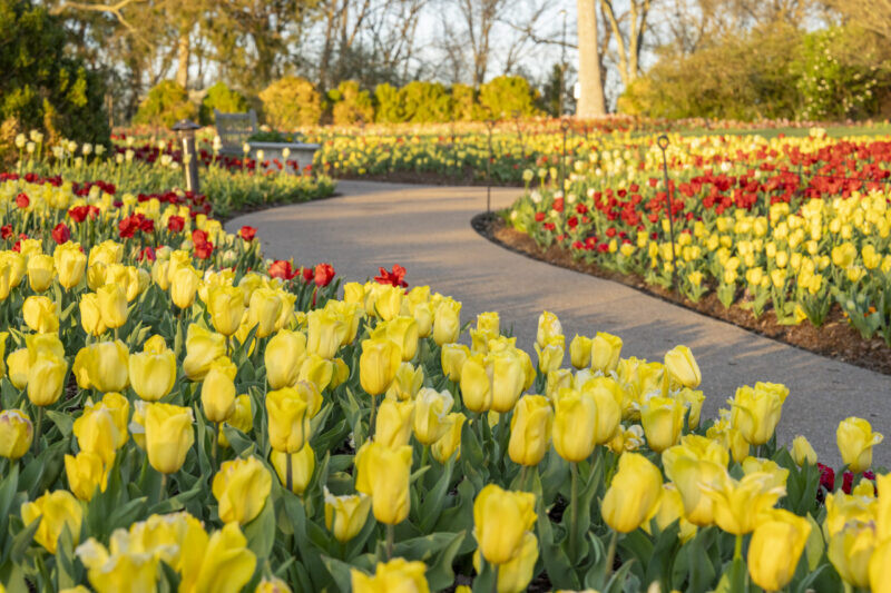 Cheekwood Estate & Gardens Named One of the Best Botanical Gardens in the U.S. Cheekwood in Bloom 2023.