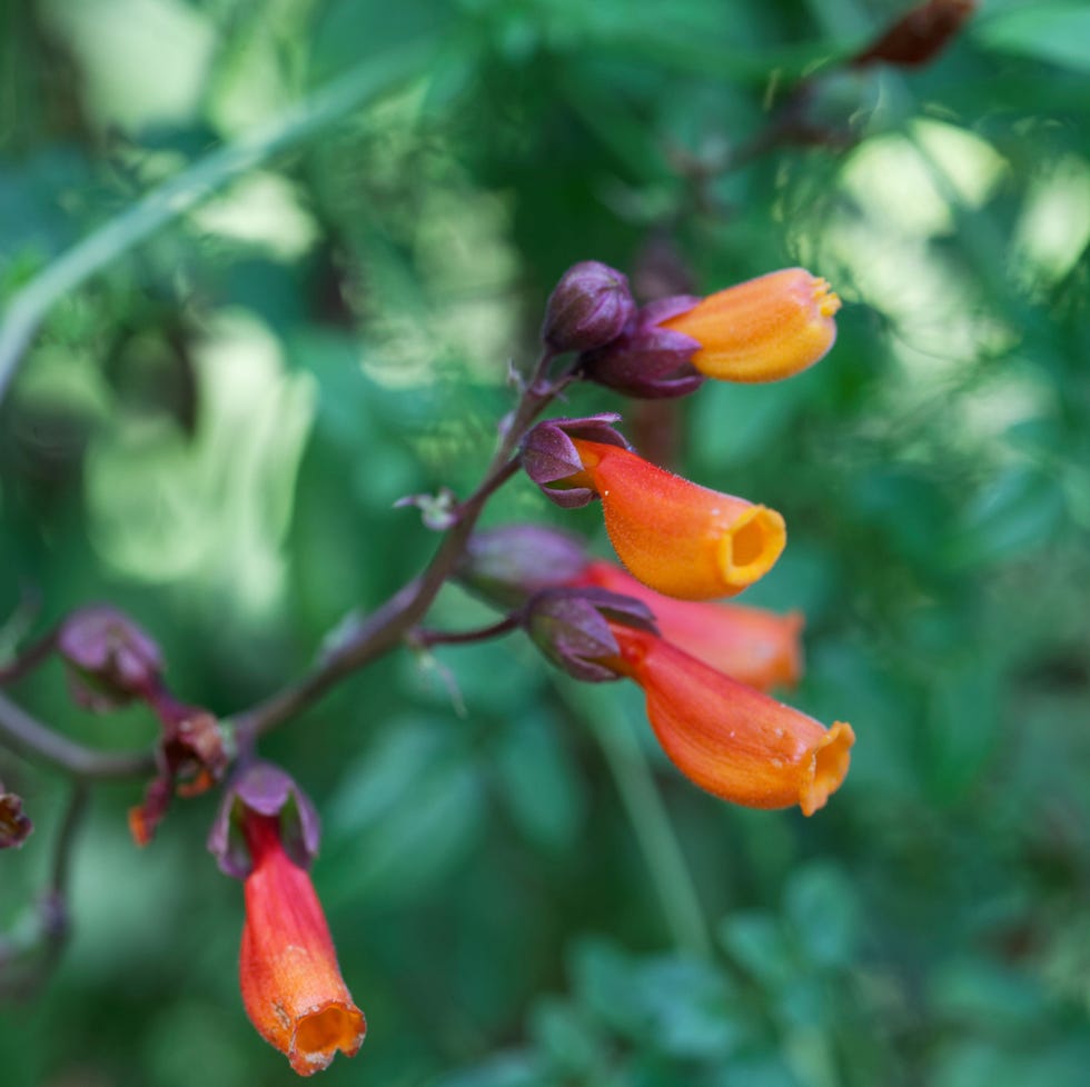 Flower of a Chilean glory creeper, Eccremocarpus scaber flower of a chilean glory creeper plant, eccremocarpus scaber