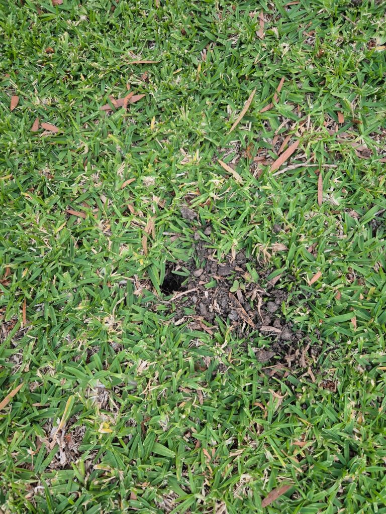 What's aerating my lawn