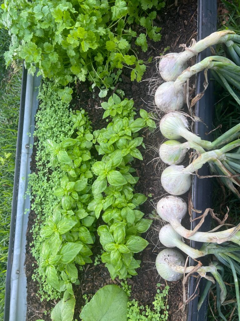 First Onions Pulled