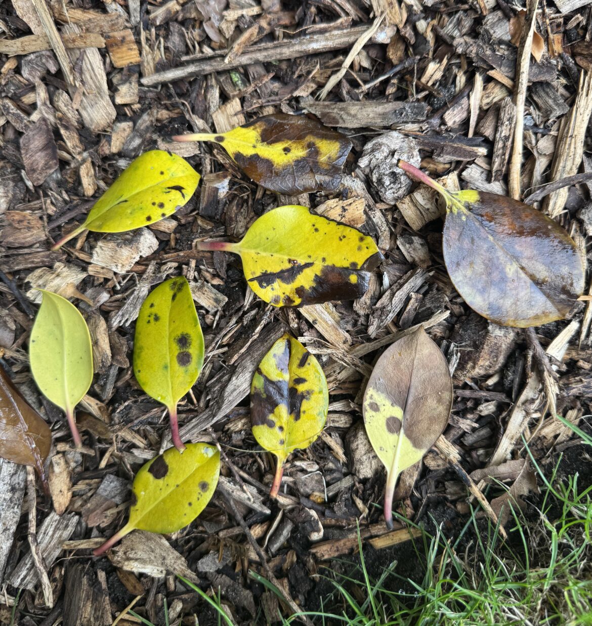 What’s wrong with my Holly