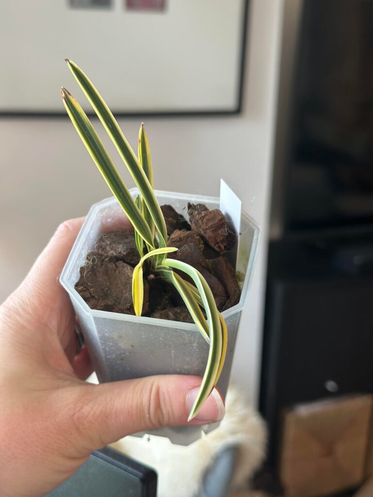 My first orchid