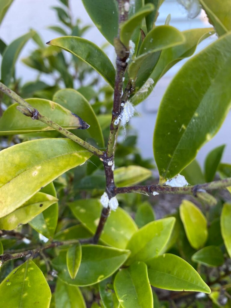 What’s this on my Port Wine Magnolias