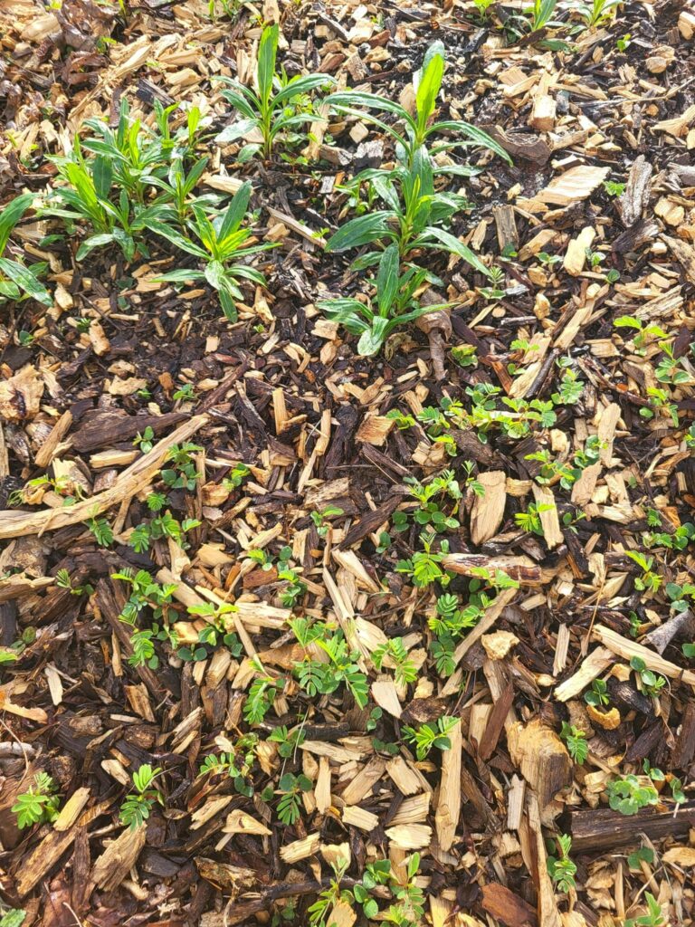 Obedient plant and partridge pea world domination!