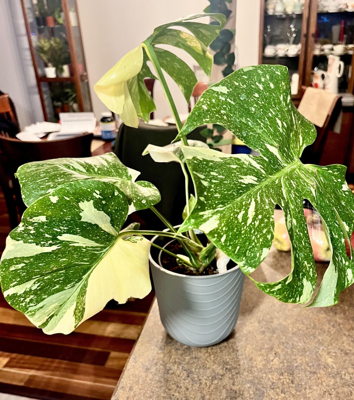 Self-watering pots for Monsteras