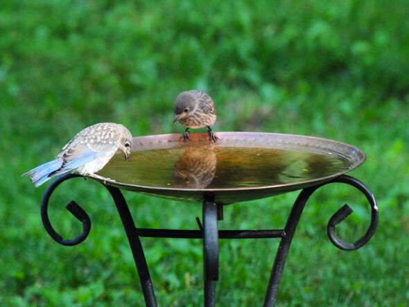 Two birds perched on a metal birdbath in a lush green garden, one bird peering into the water. Two birds perched on a metal birdbath in a lush green garden, one bird peering into the water.
