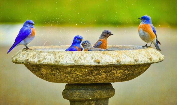 Picture of birds using a birdbath Picture of birds using a birdbath