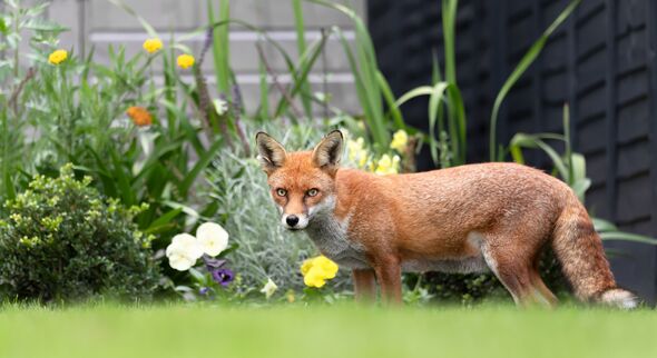 Close up of a red fox in a garden in summer Close up of a red fox in a garden in summer