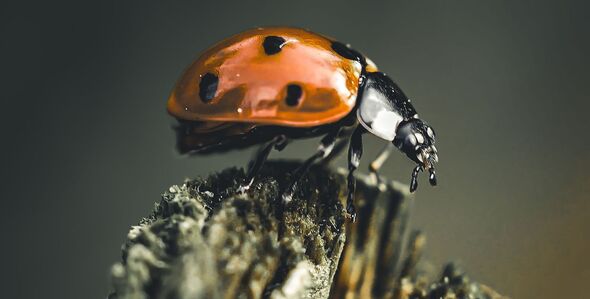 Close-up of a vibrant red ladybug perched on a tree stump, showcasing its intricate details and natural beauty Close-up of a vibrant red ladybug perched on a tree stump, showcasing its intricate details and natural beauty