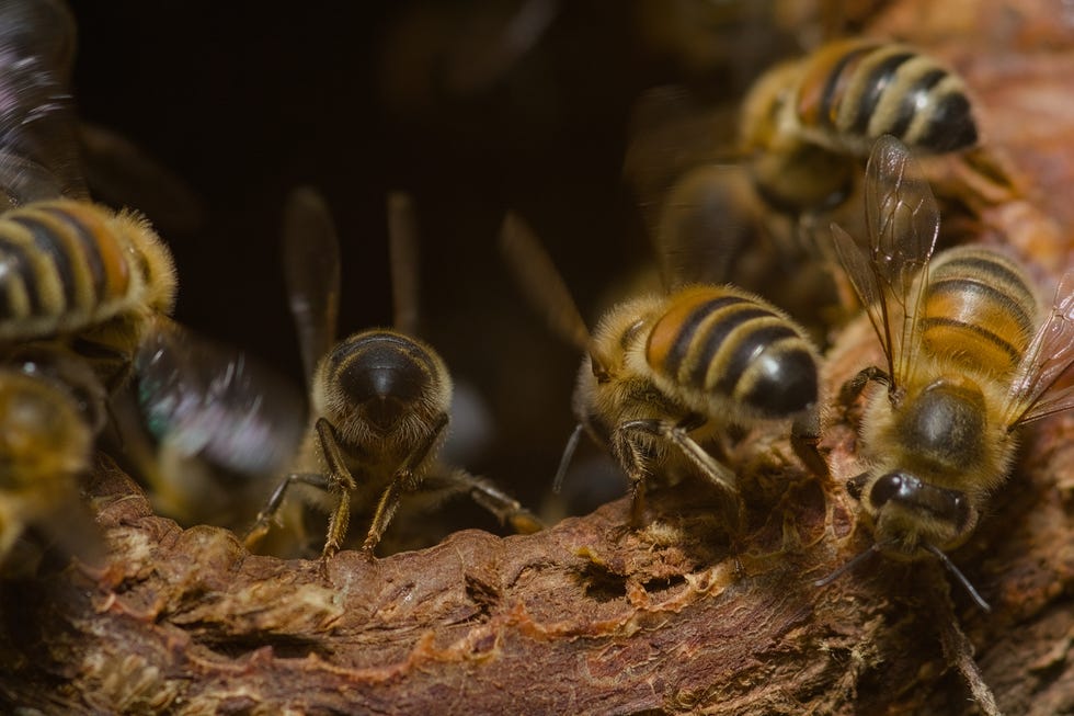 close up of bees on tree