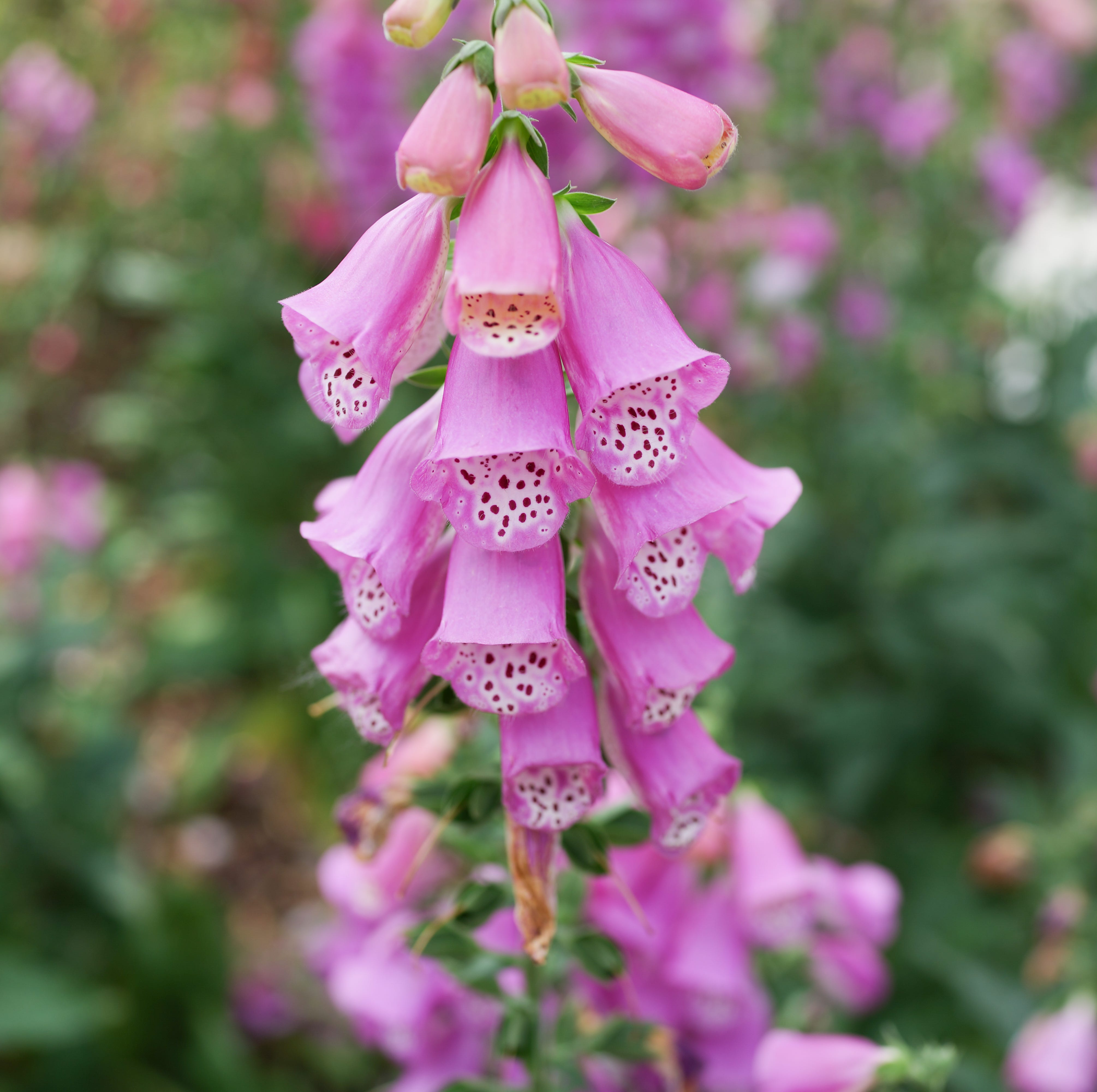 close up of foxglove