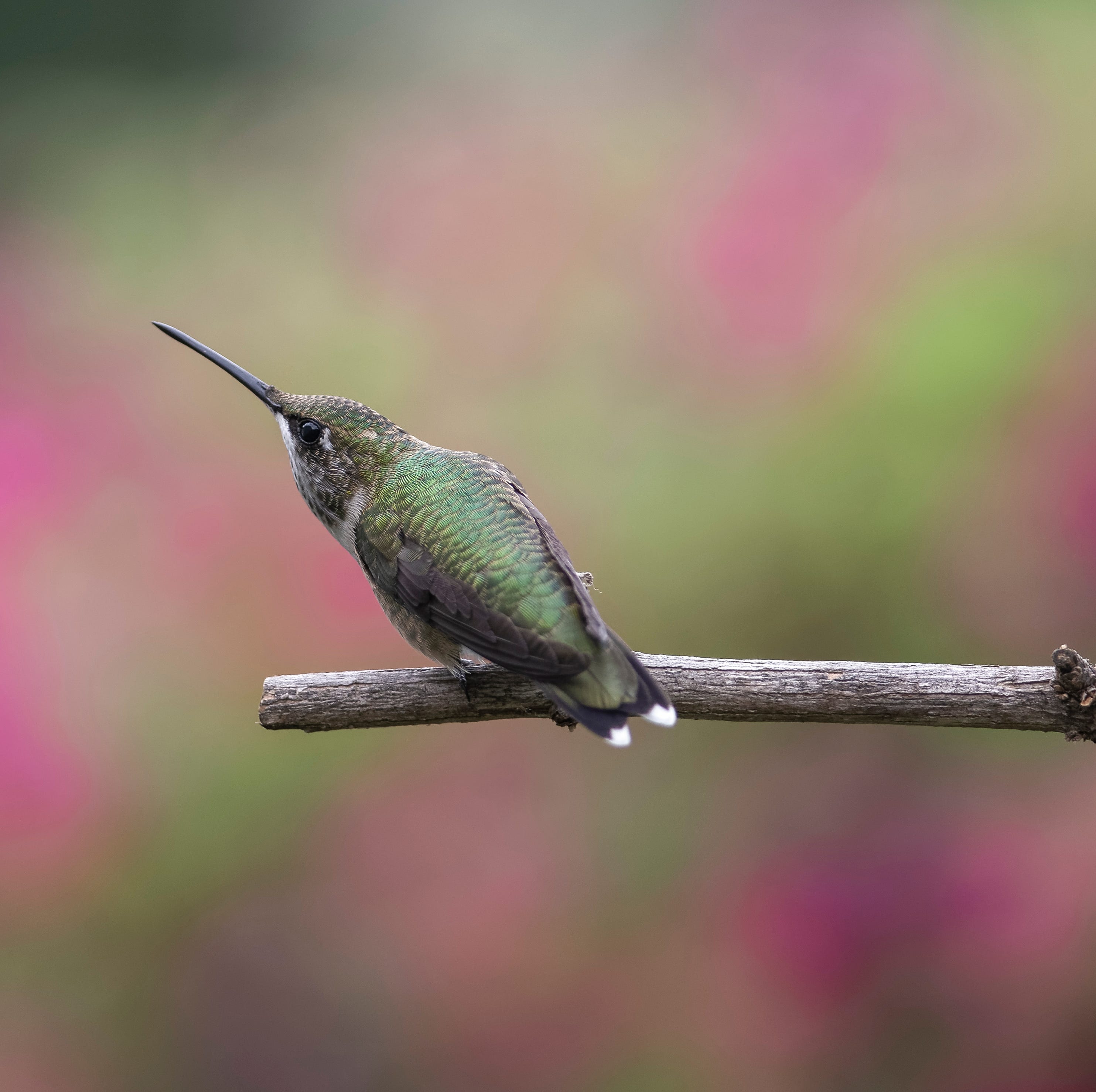 close up of hummingbird perching on plant,high ridge,missouri,united states,usa