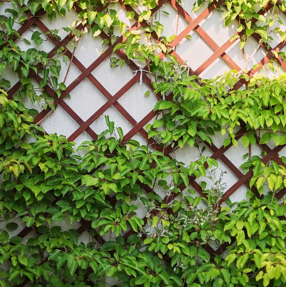 close up of ivy growing on building