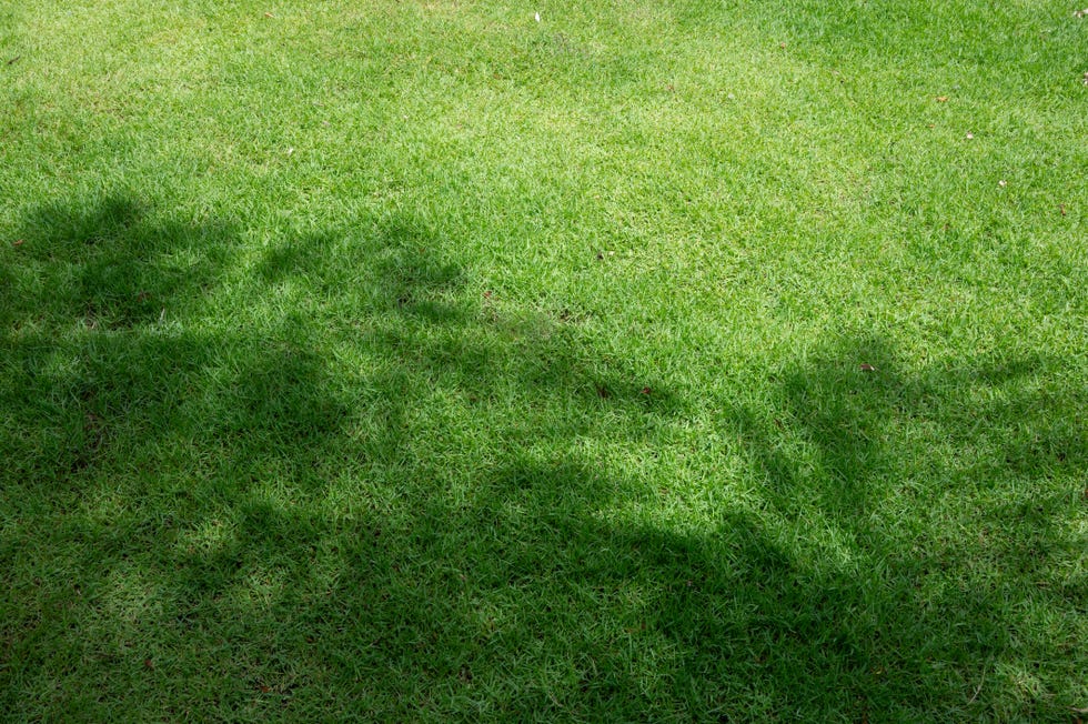 Close Up of Lush Green Grass and tree branch shadow Background close up of lush green grass and tree branch shadow background