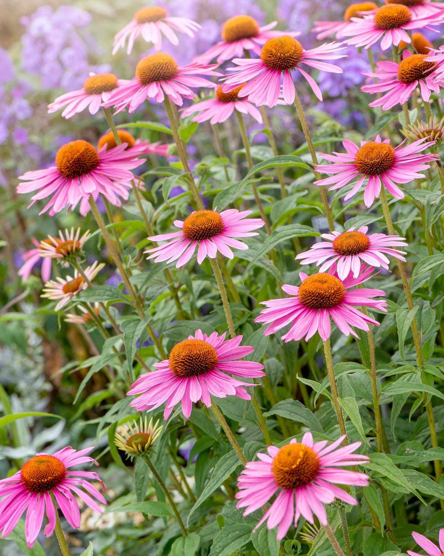 coneflowers