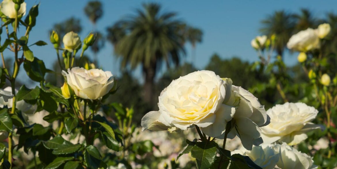 What to Know About Coachella's “Rose Garden,” the Exclusive Escape Only Festival VIPs Know About