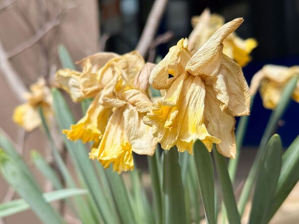 Close-up of wilted yellow daffodils in garden 