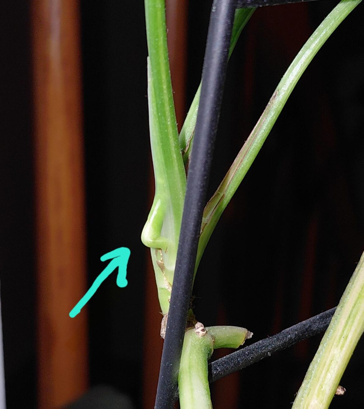 What's this?