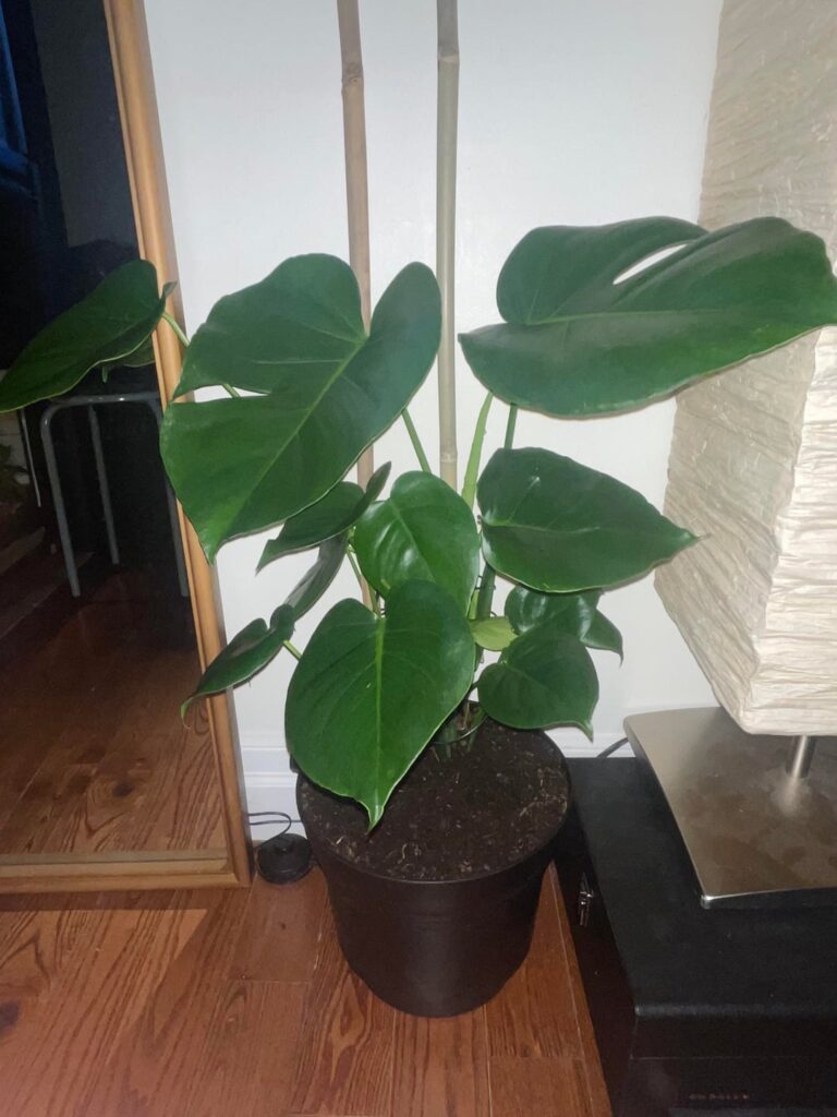 I just got my second monstera :)